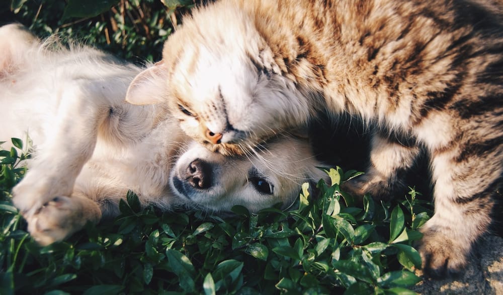 Pet Insurance Bergen County New Jersey — Kevin Brown Insurance Agency serving Bergen County