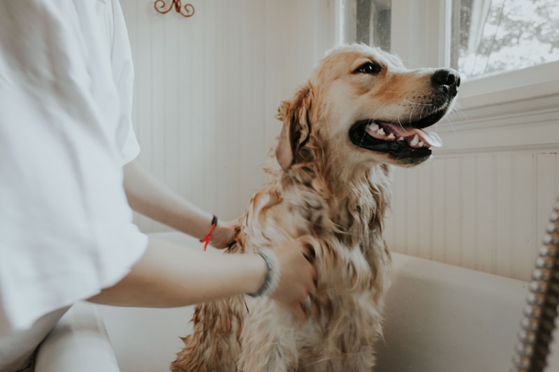 Pet Insurance — NJ insurance coverage from Kevin Brown Insurance Agency