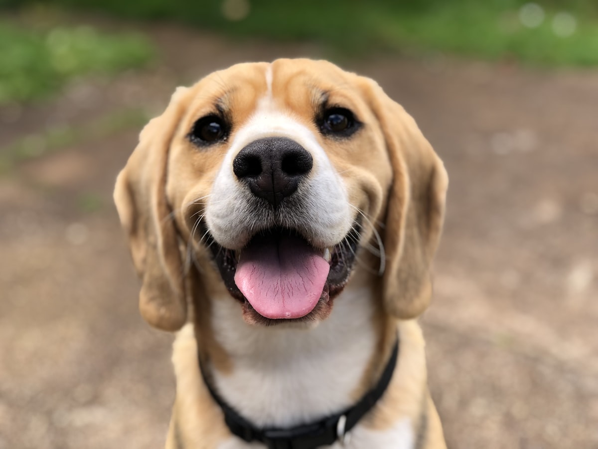 Animal Liability Insurance Bergen County New Jersey — Kevin Brown Insurance Agency serving Bergen County